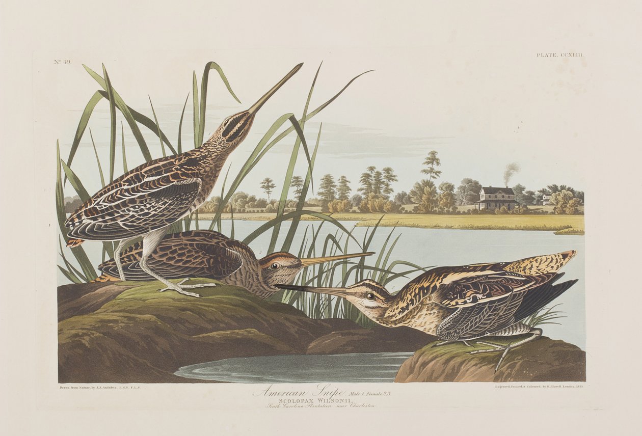 Illustration från "Birds of America" av John James Audubon