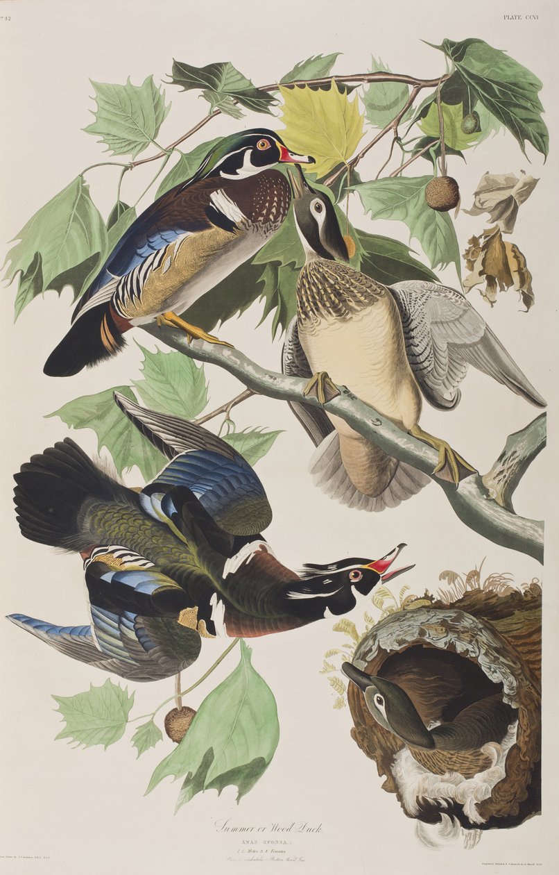Illustration från "Birds of America" av John James Audubon