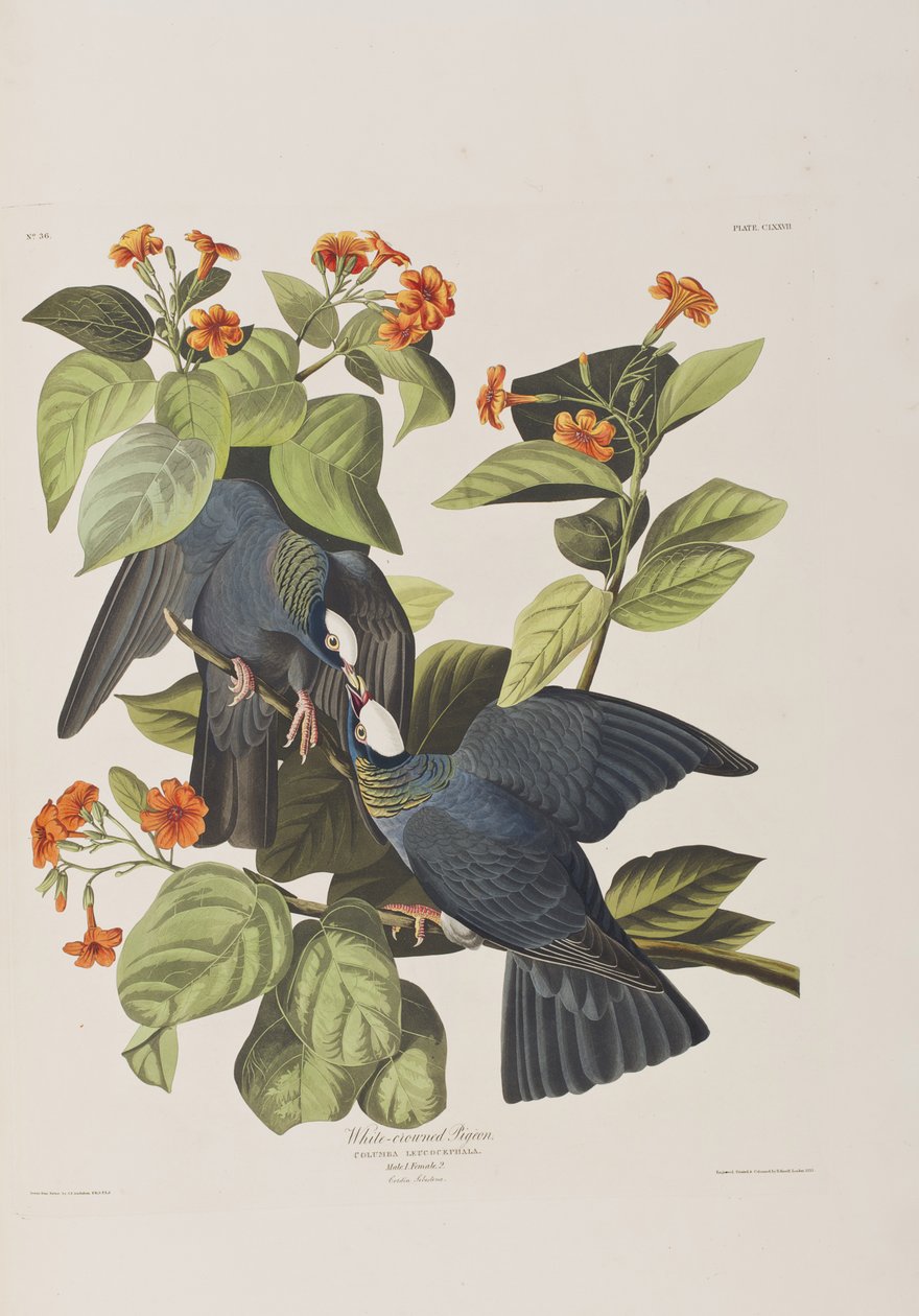 Illustration från "Birds of America" av John James Audubon