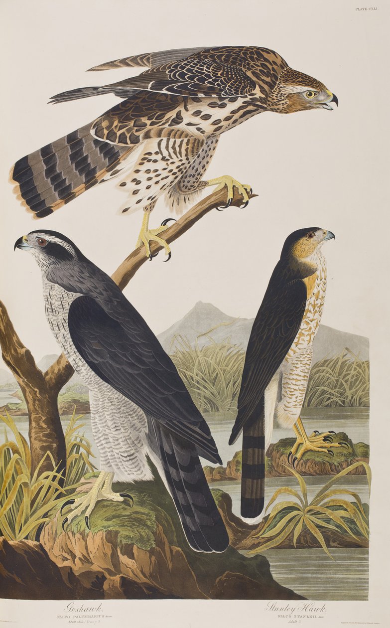 Illustration från "Birds of America" av John James Audubon