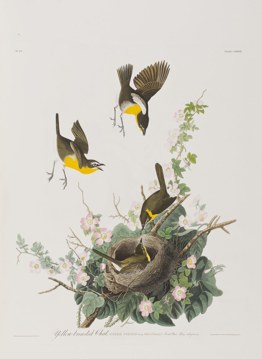 Illustration från "Birds of America" av John James Audubon