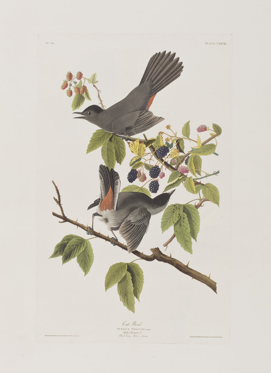 Illustration från "Birds of America" av John James Audubon