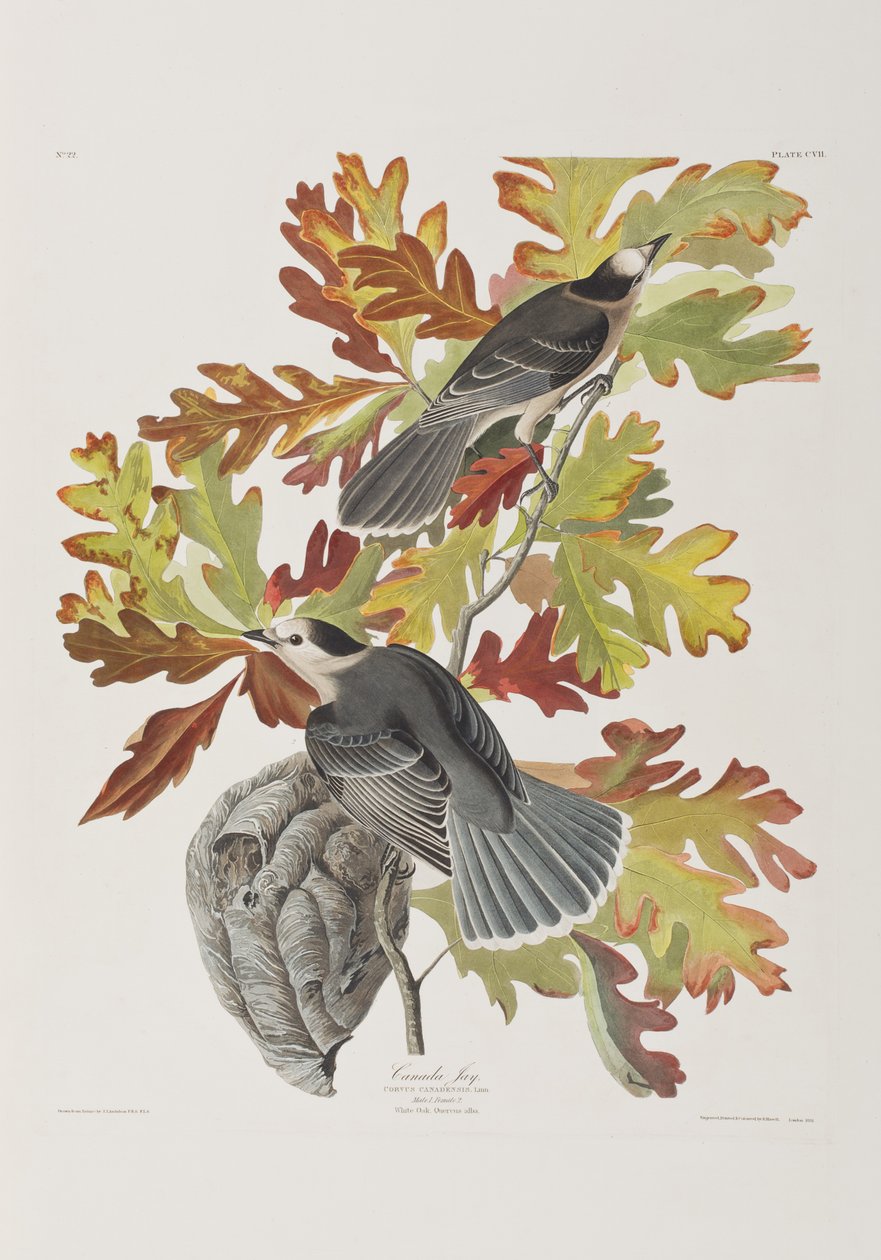 Illustration från "Birds of America" av John James Audubon
