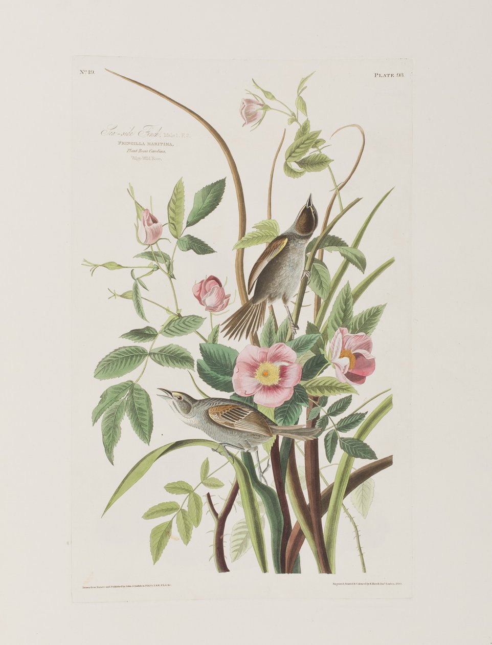 Illustration från "Birds of America" av John James Audubon