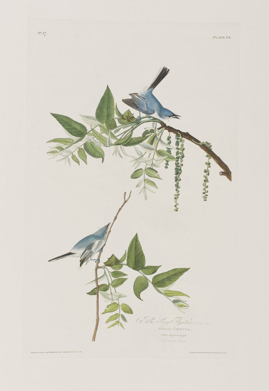 Illustration från "Birds of America" av John James Audubon