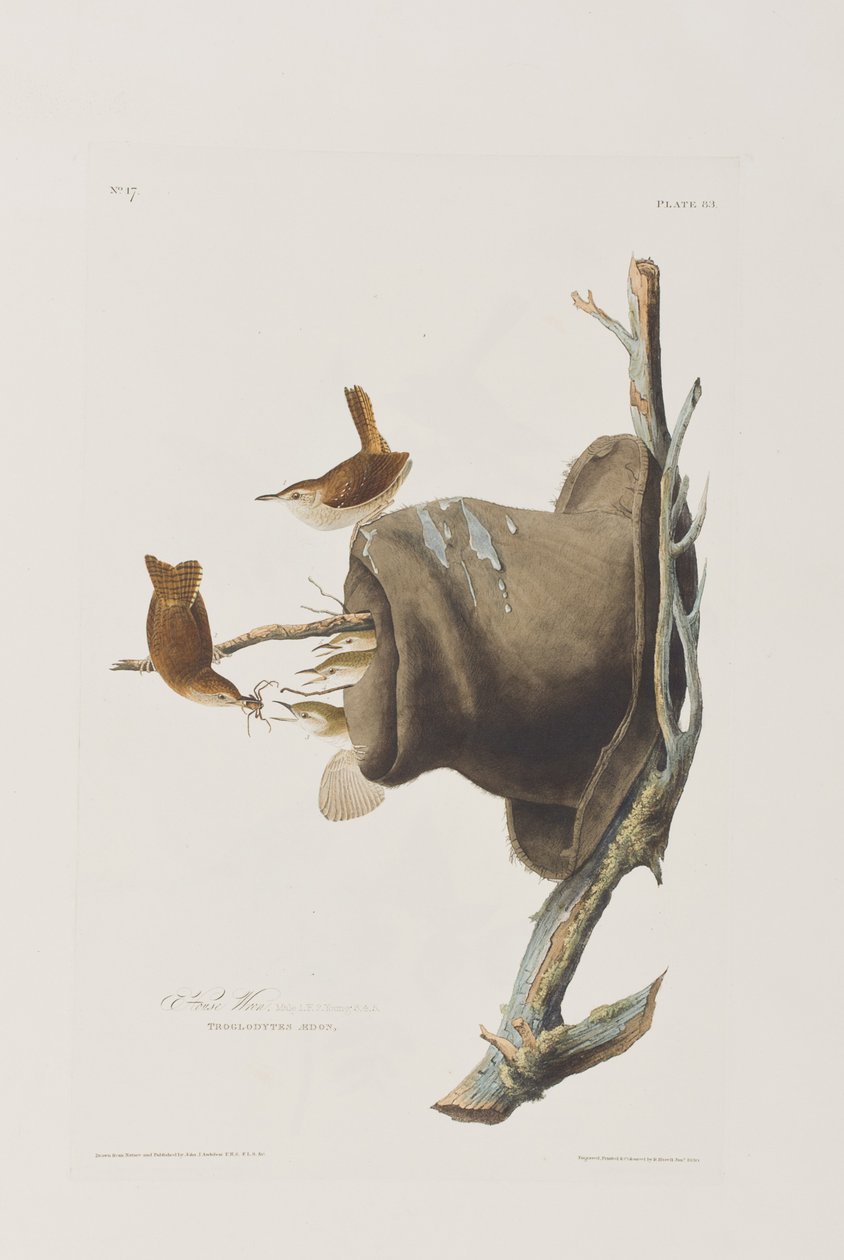 Illustration från "Birds of America" av John James Audubon