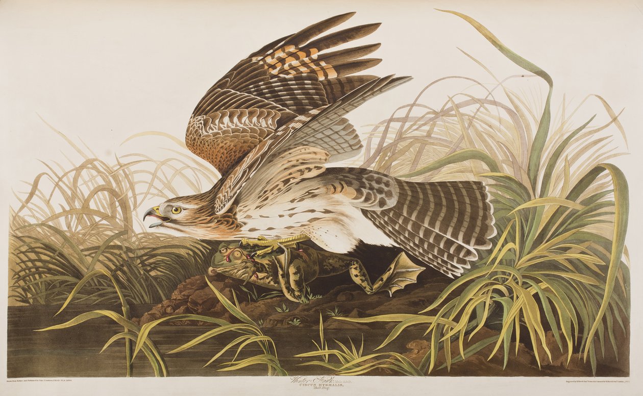 Illustration från "Birds of America" av John James Audubon