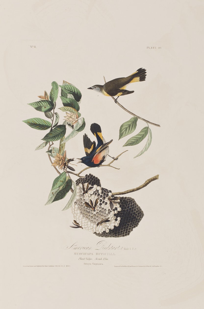 Illustration från "Birds of America" av John James Audubon