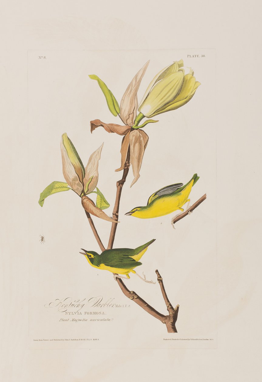 Illustration från "Birds of America" av John James Audubon