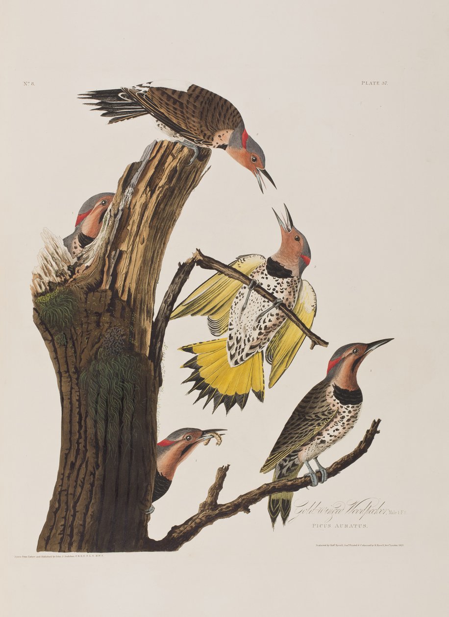 Illustration från "Birds of America" av John James Audubon