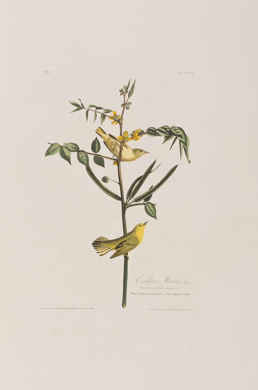 Illustration från "Birds of America" av John James Audubon