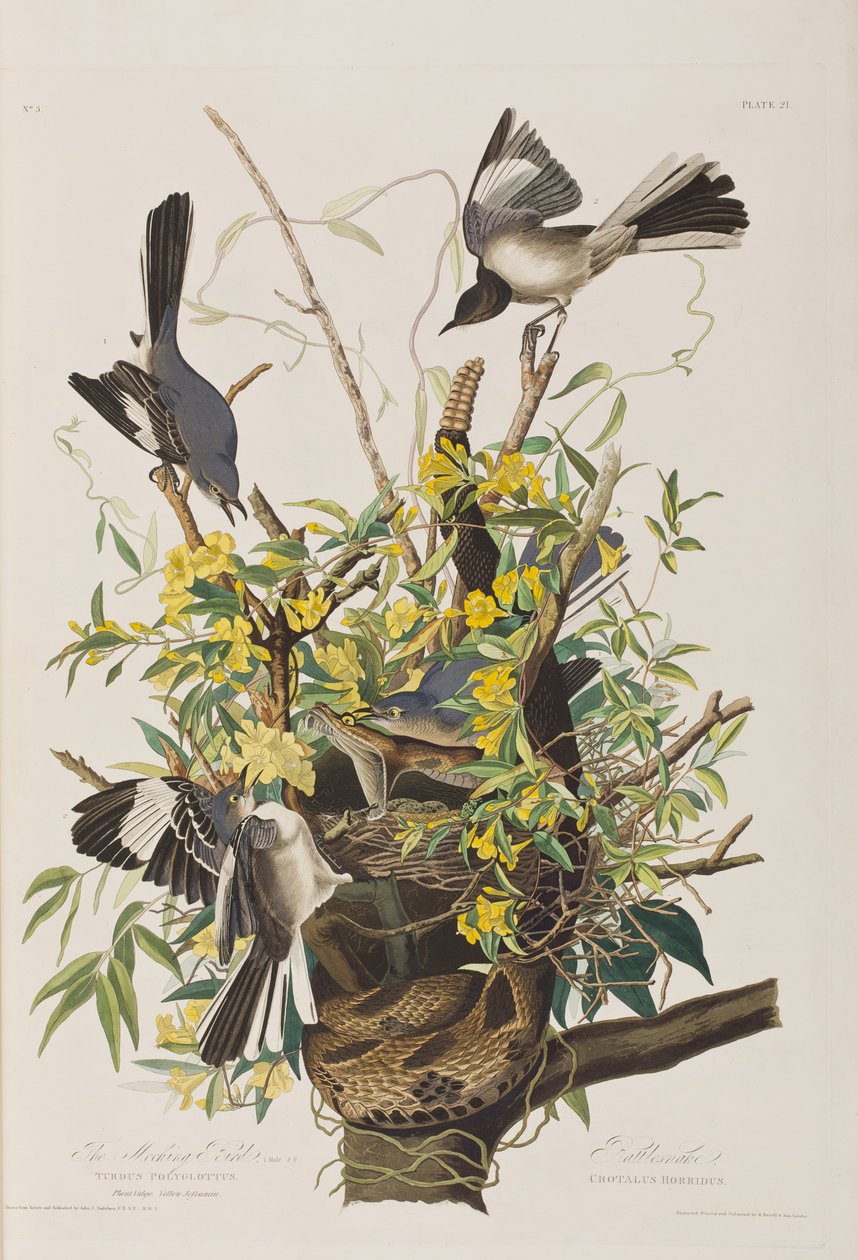 Illustration från "Birds of America" av John James Audubon