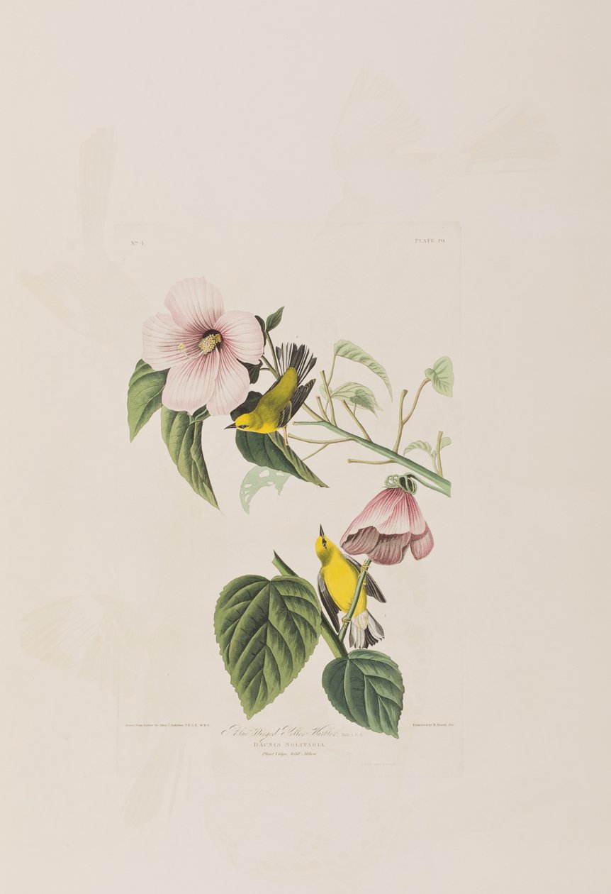 Illustration från "Birds of America" av John James Audubon