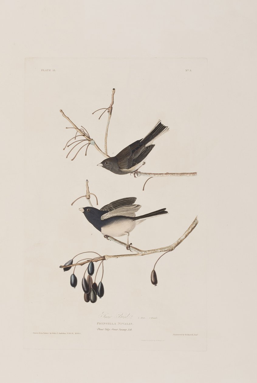 Illustration från "Birds of America" av John James Audubon
