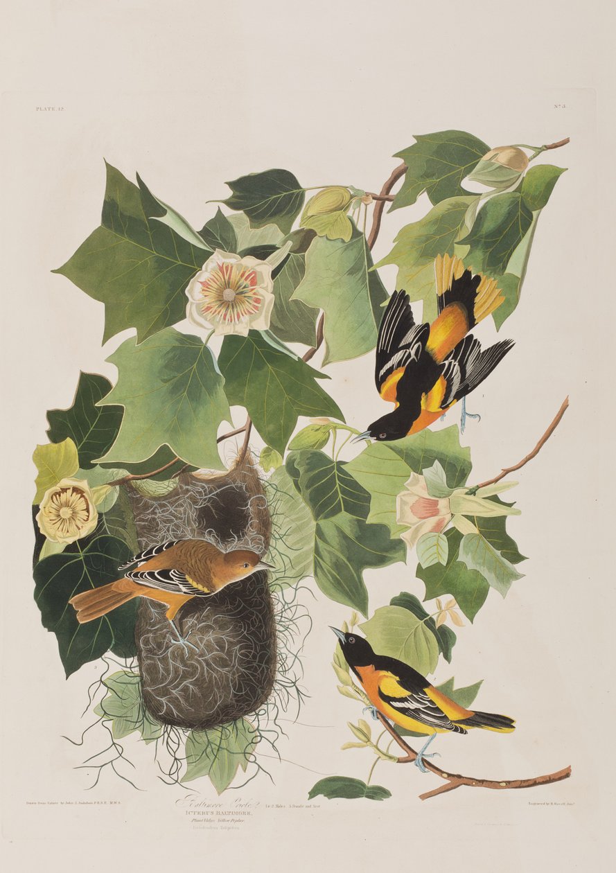 Illustration från "Birds of America" av John James Audubon
