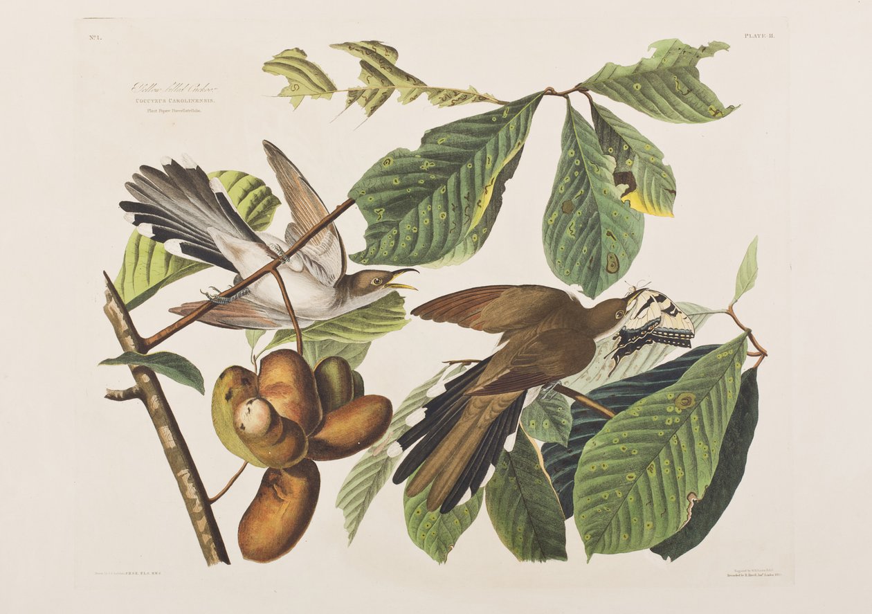 Illustration från "Birds of America" av John James Audubon