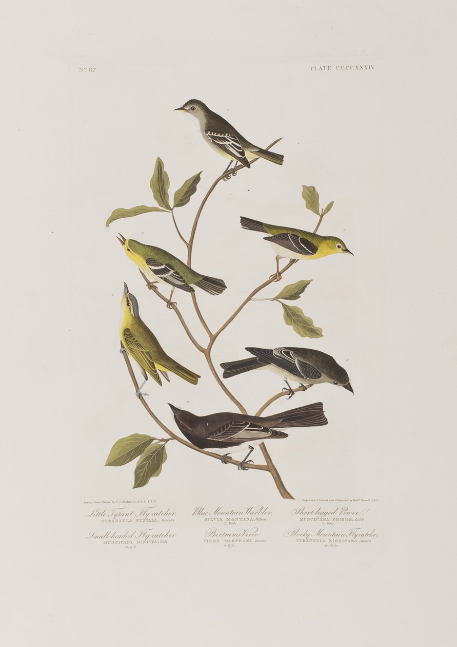 Illustration från "Birds of America" av John James Audubon