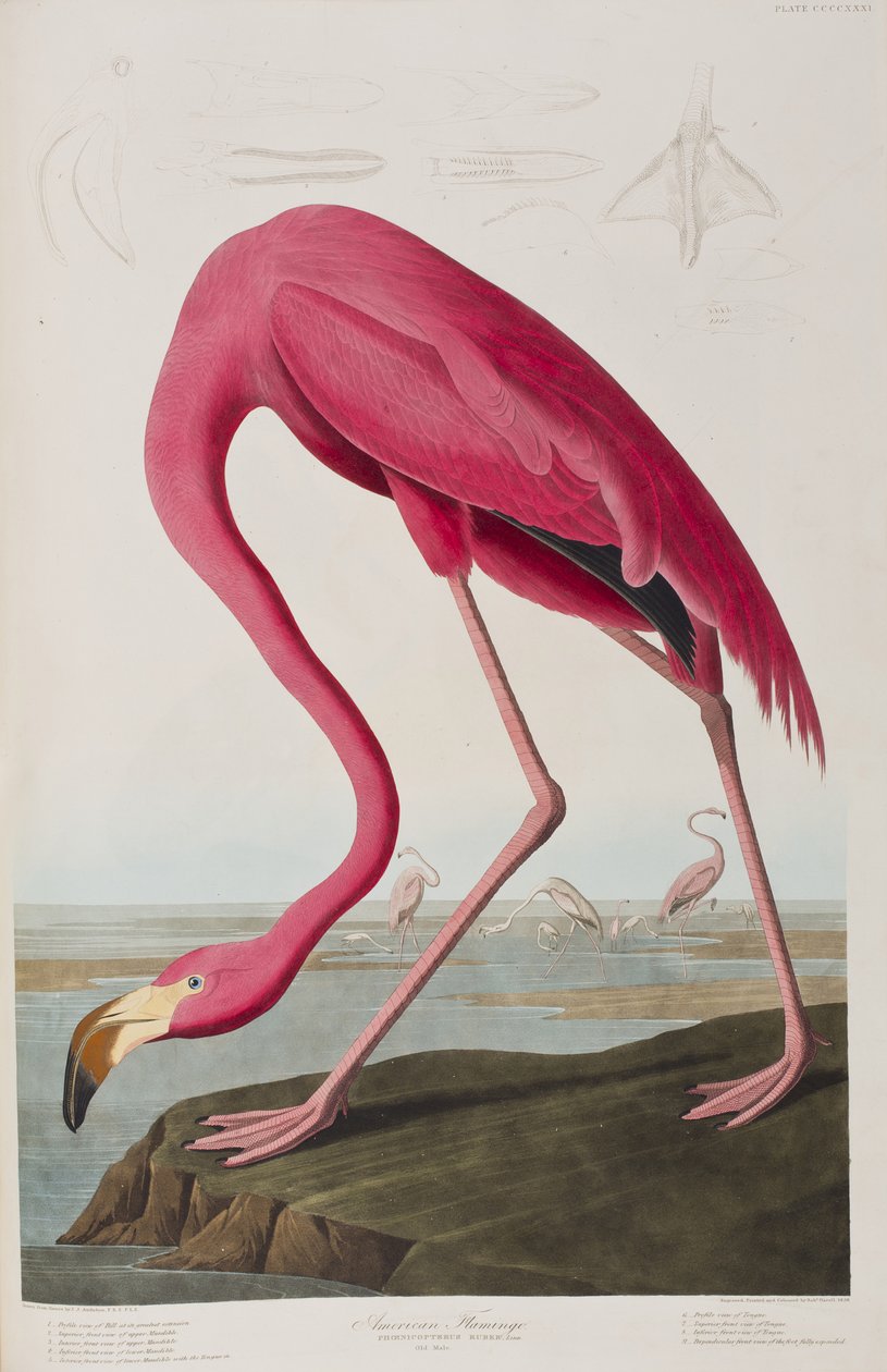 Illustration från "Birds of America" av John James Audubon