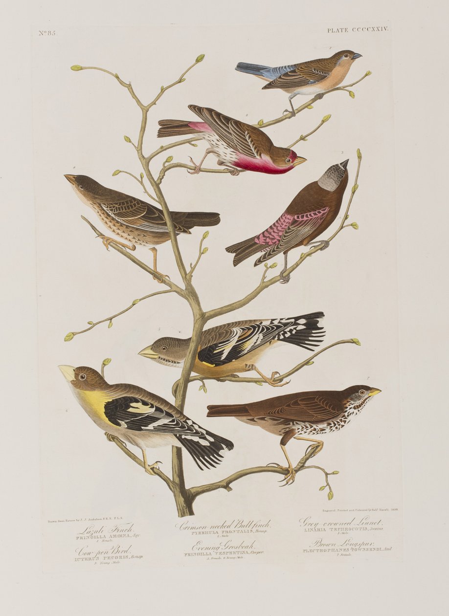 Illustration från "Birds of America" av John James Audubon