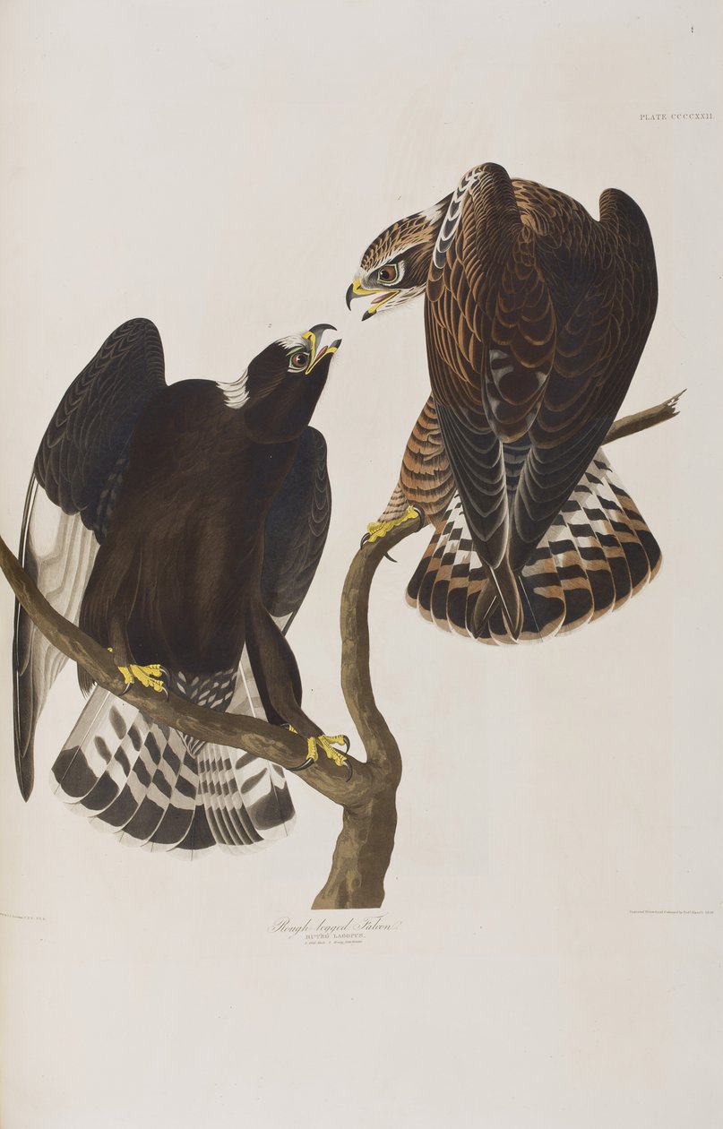 Illustration från "Birds of America" av John James Audubon