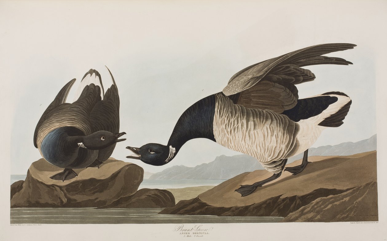 Illustration från "Birds of America" av John James Audubon