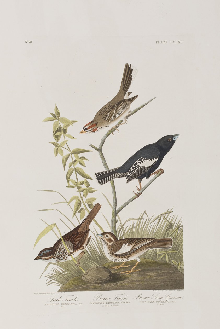 Illustration från "Birds of America" av John James Audubon
