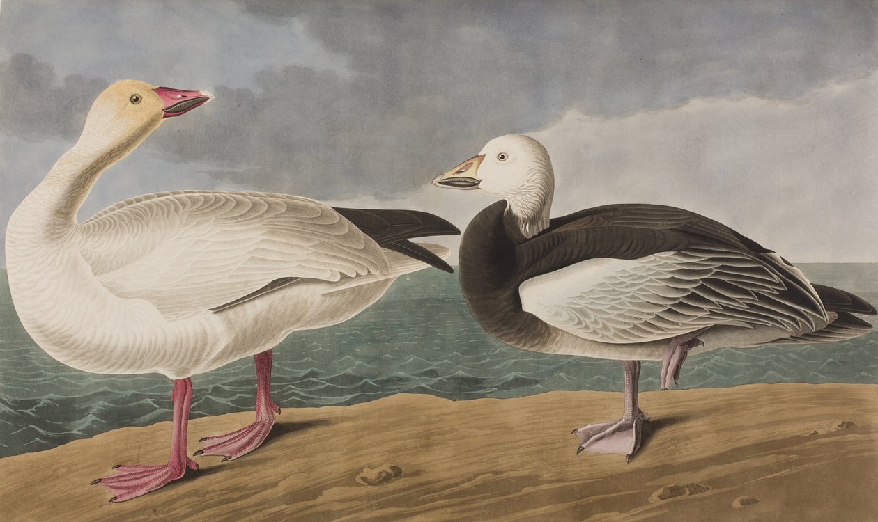 Illustration från "Birds of America" av John James Audubon