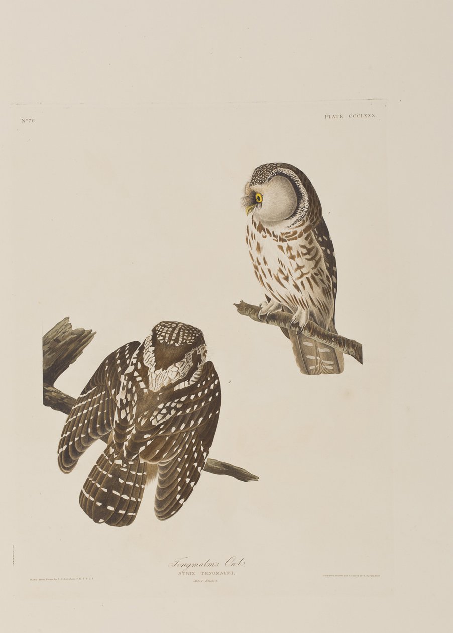 Illustration från "Birds of America" av John James Audubon