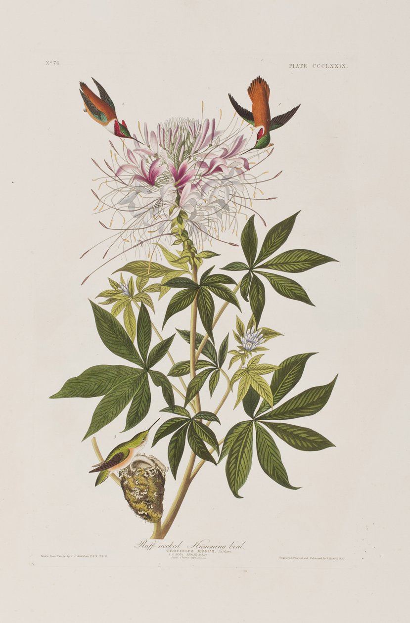 Illustration från "Birds of America" av John James Audubon