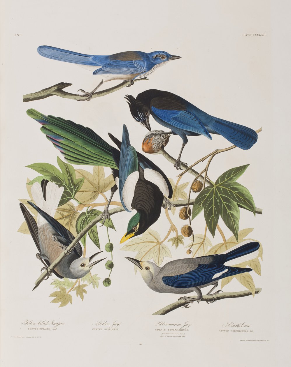 Illustration från "Birds of America" av John James Audubon
