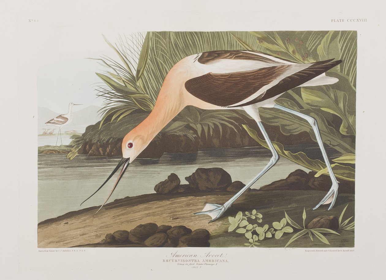 Illustration från "Birds of America" av John James Audubon