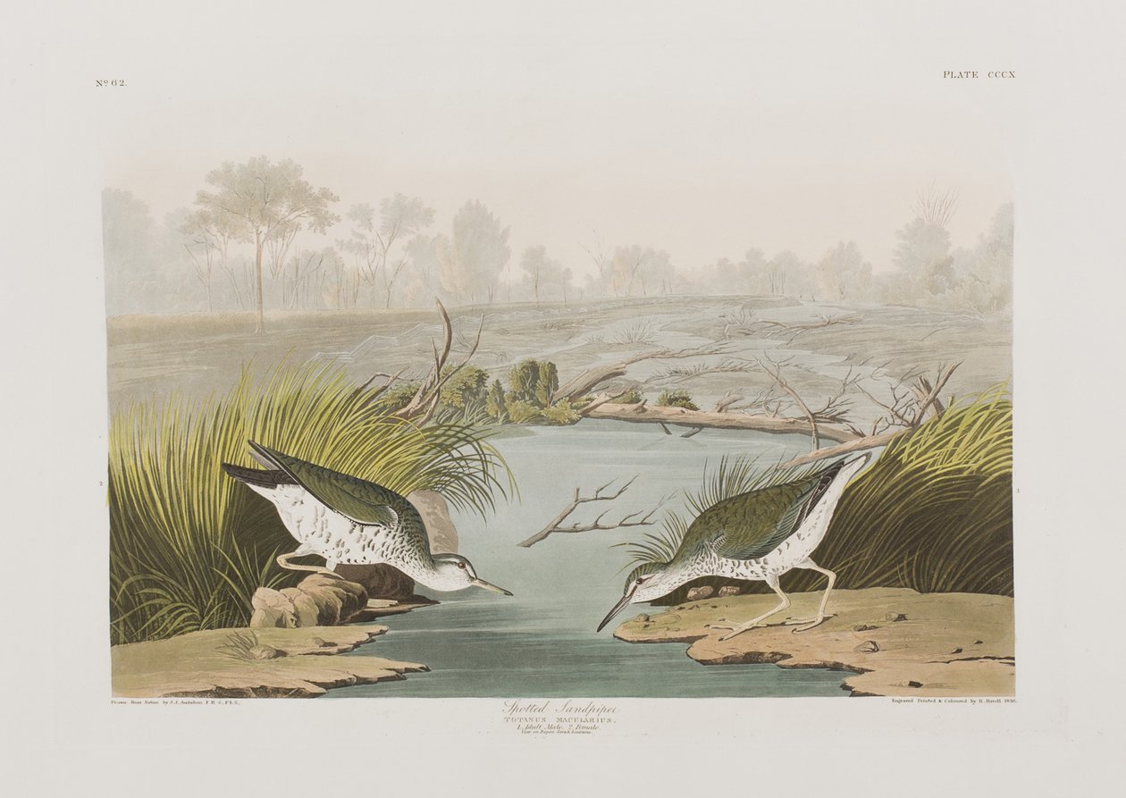 Illustration från "Birds of America" av John James Audubon