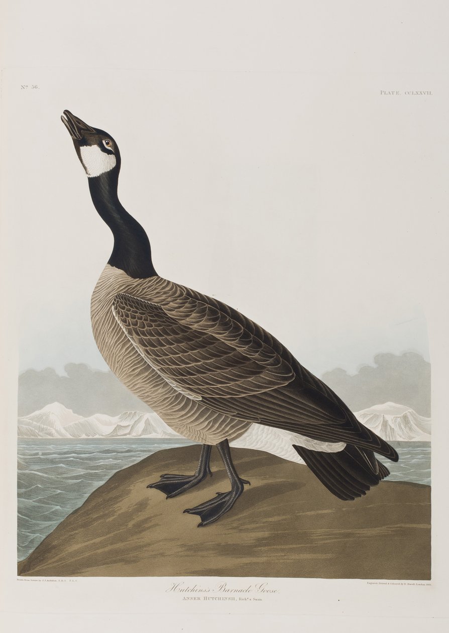 Illustration från "Birds of America" av John James Audubon