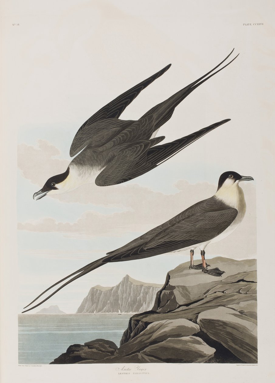 Illustration från "Birds of America" av John James Audubon