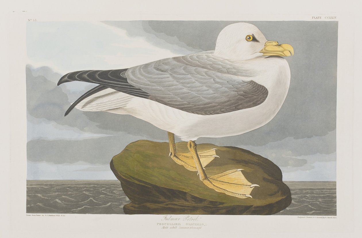 Illustration från "Birds of America" av John James Audubon
