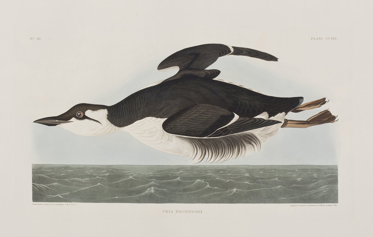 Illustration från "Birds of America" av John James Audubon