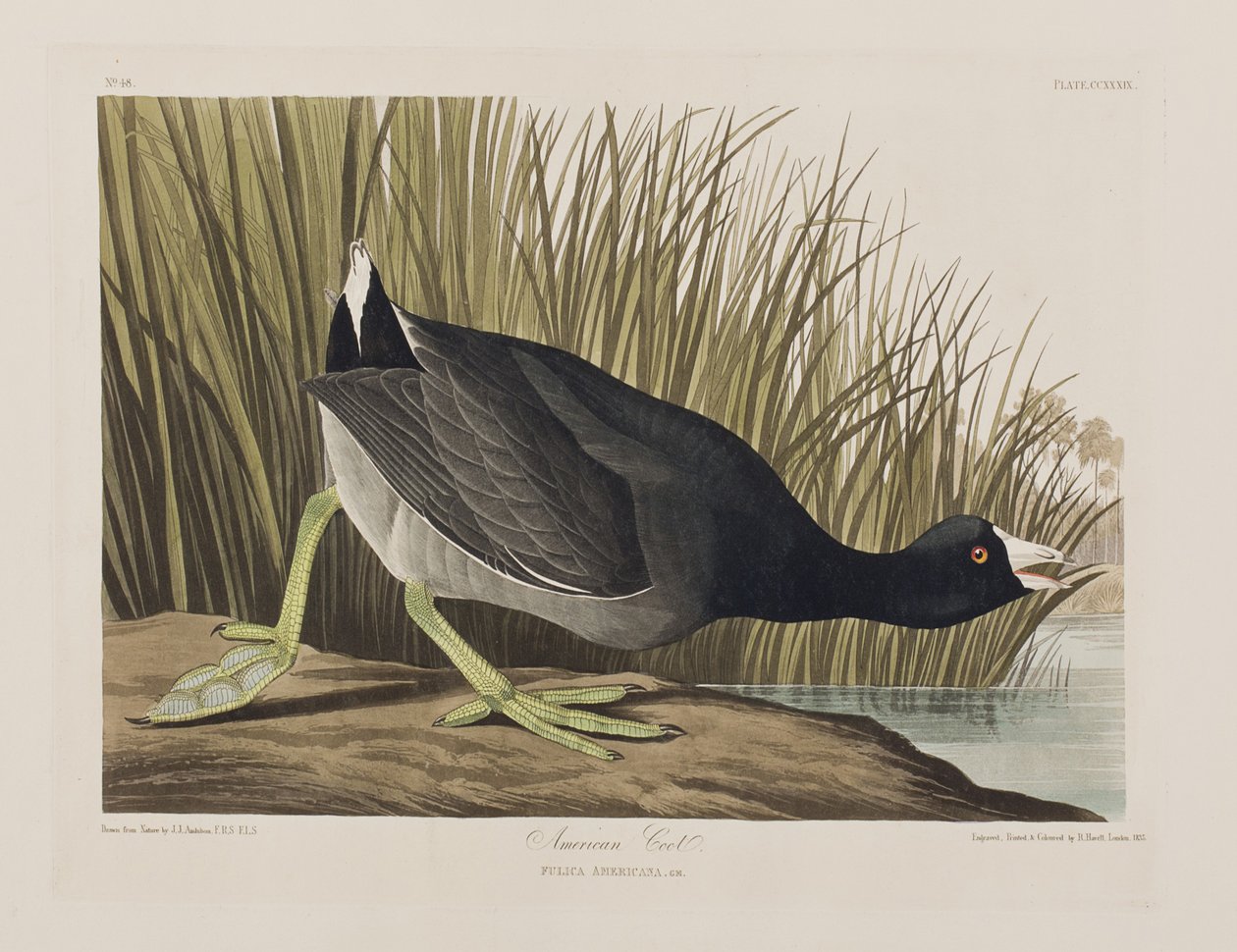 Illustration från "Birds of America" av John James Audubon