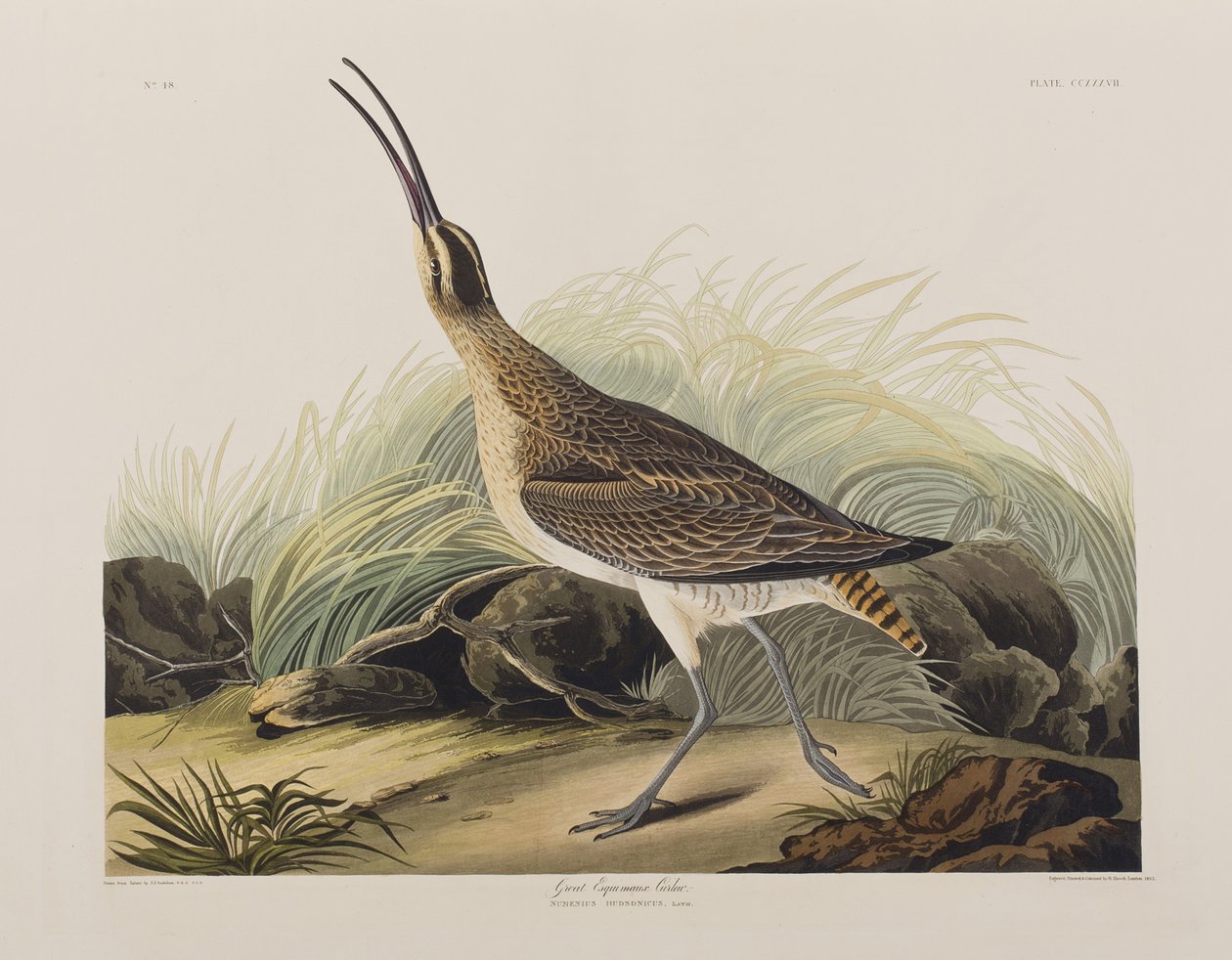 Illustration från "Birds of America" av John James Audubon