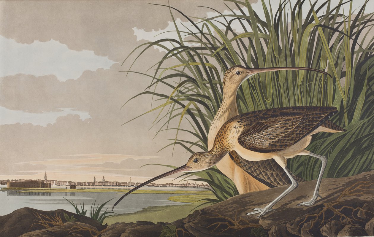 Illustration från "Birds of America" av John James Audubon