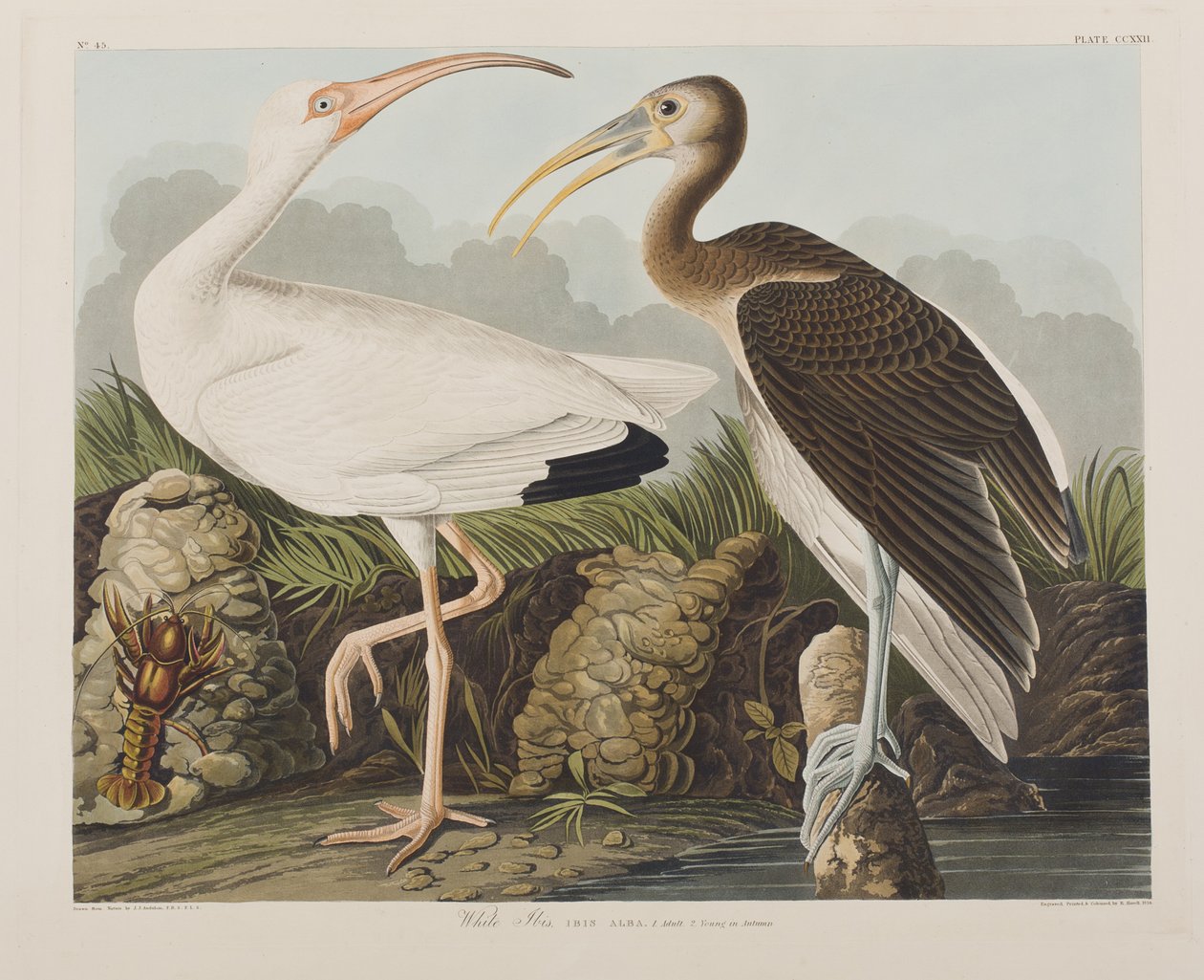Illustration från "Birds of America" av John James Audubon