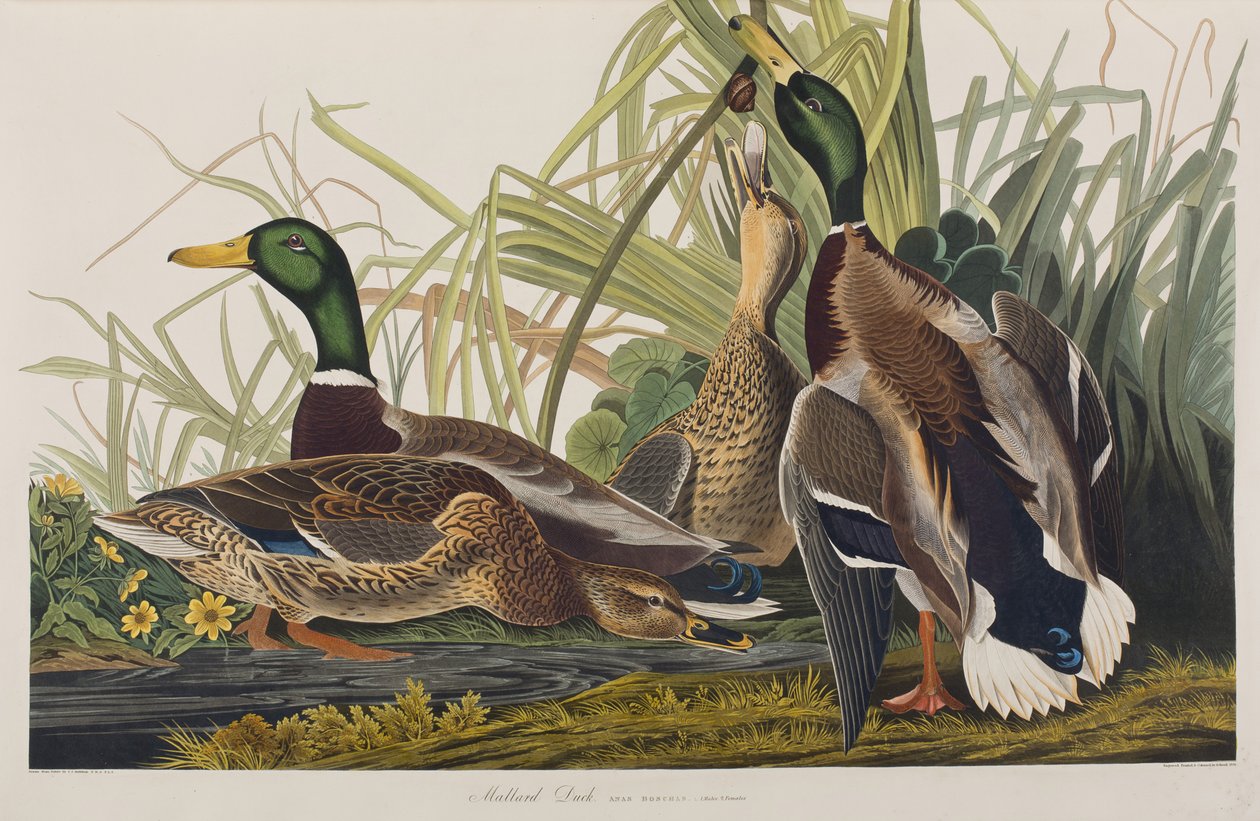 Illustration från "Birds of America" av John James Audubon