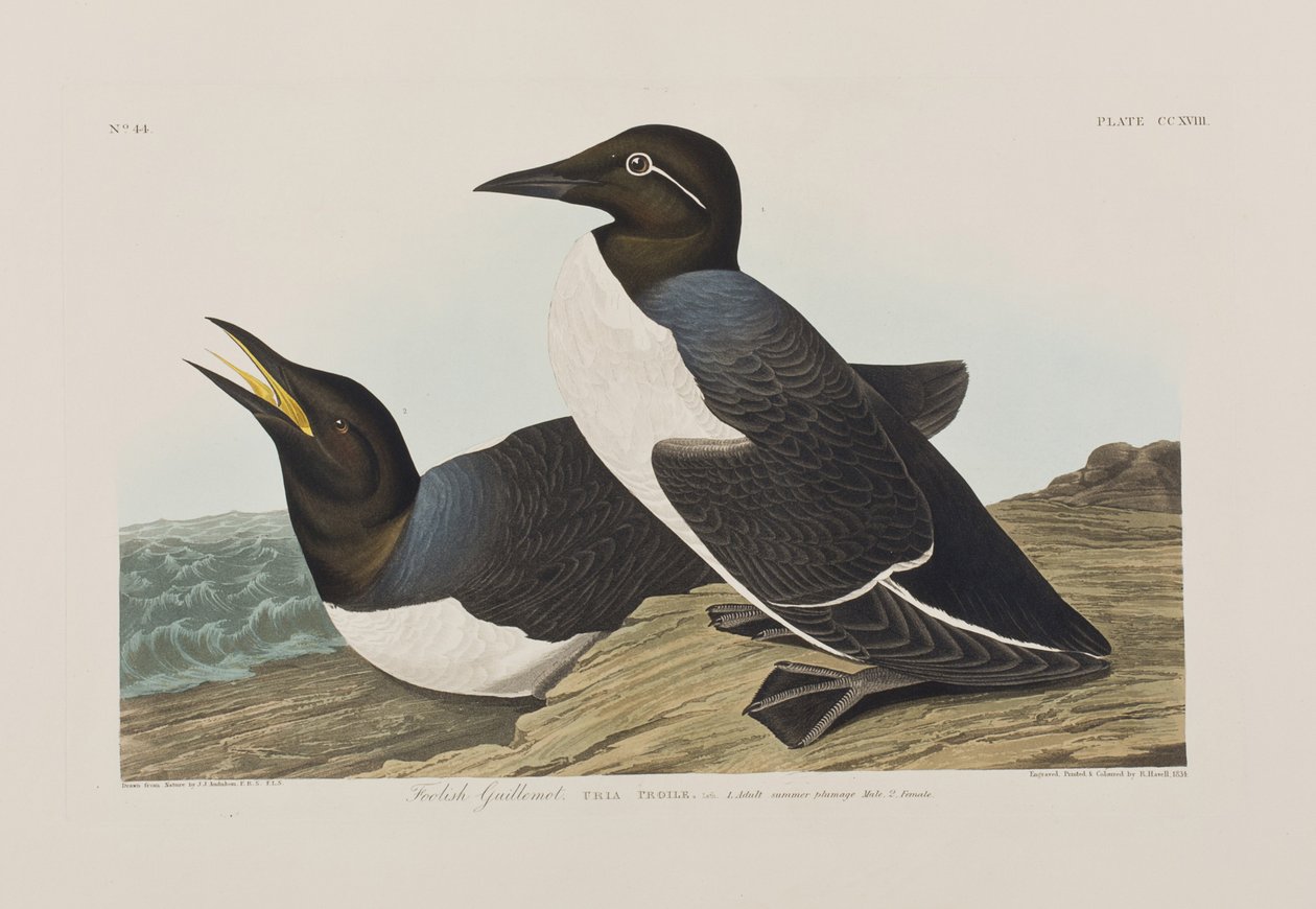 Illustration från "Birds of America" av John James Audubon