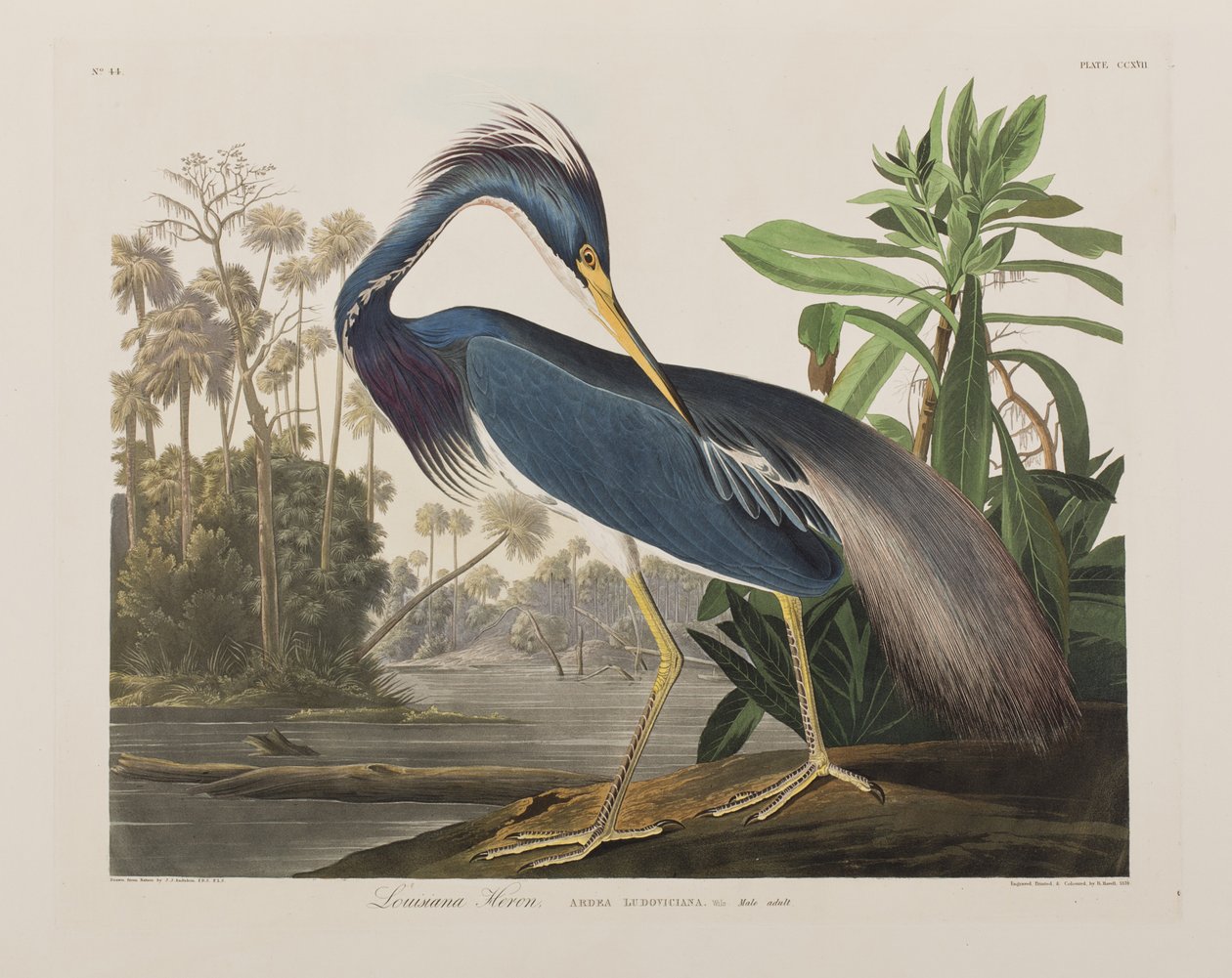 Illustration från "Birds of America" av John James Audubon