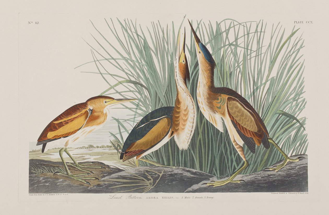 Illustration från "Birds of America" av John James Audubon