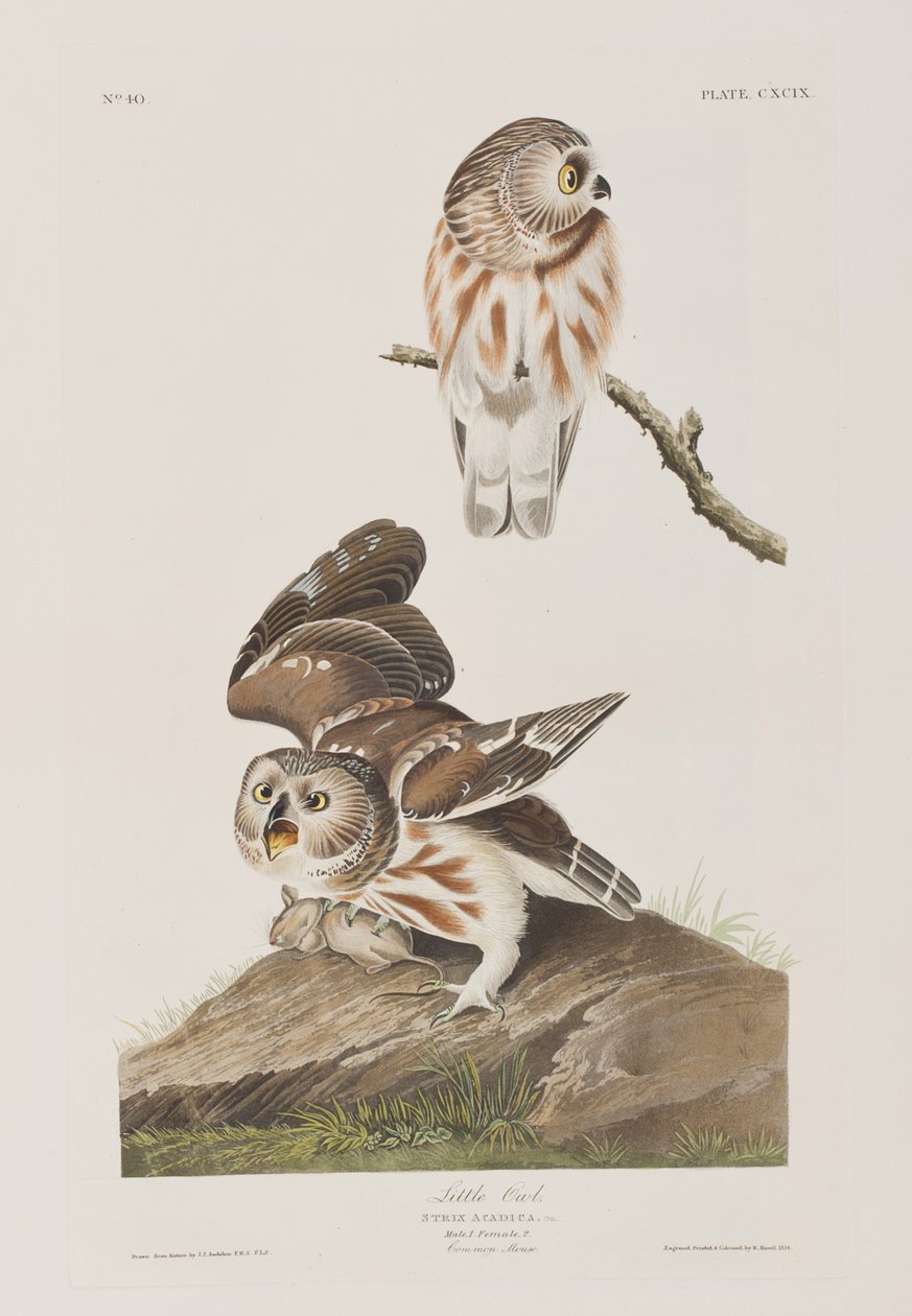 Illustration från "Birds of America" av John James Audubon