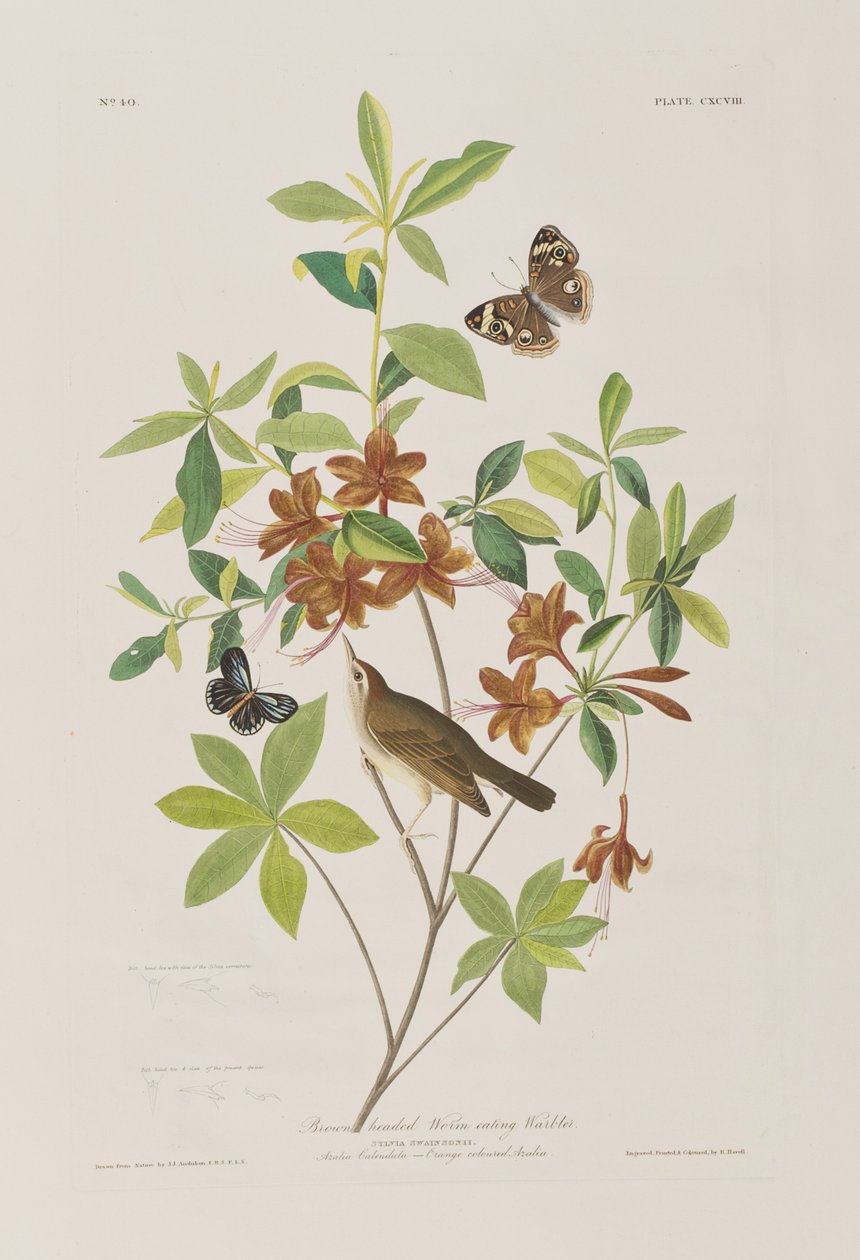 Illustration från "Birds of America" av John James Audubon