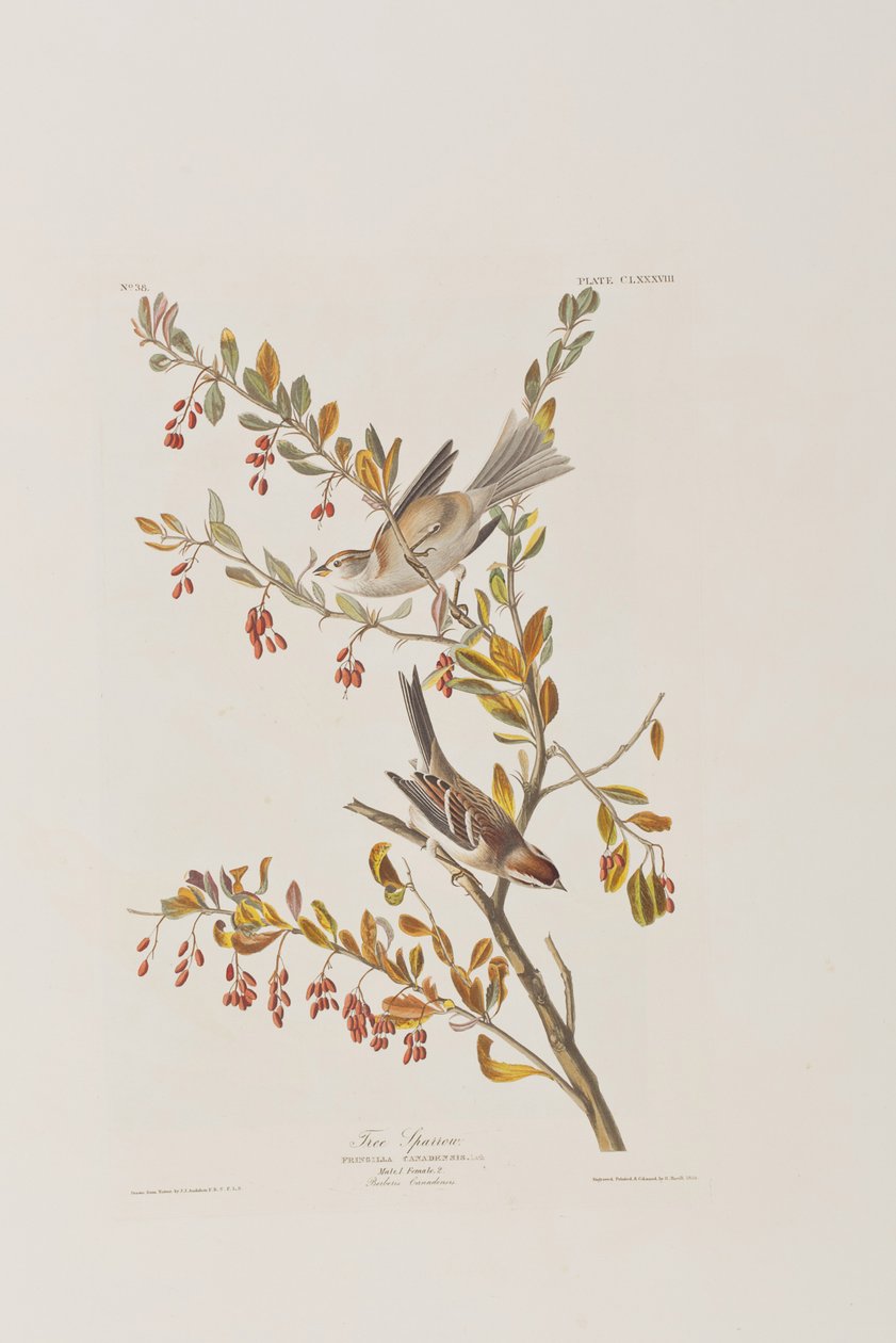 Illustration från "Birds of America" av John James Audubon