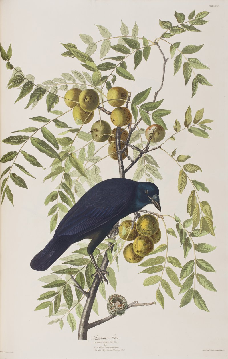 Illustration från "Birds of America" av John James Audubon