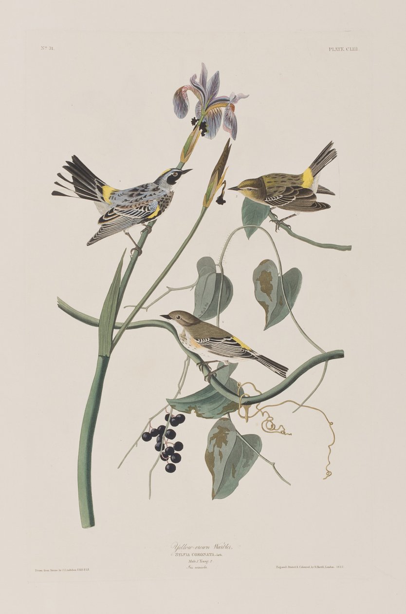 Illustration från "Birds of America" av John James Audubon