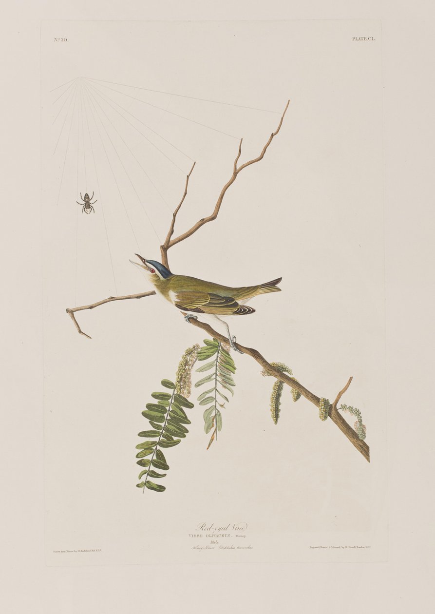 Illustration från "Birds of America" av John James Audubon